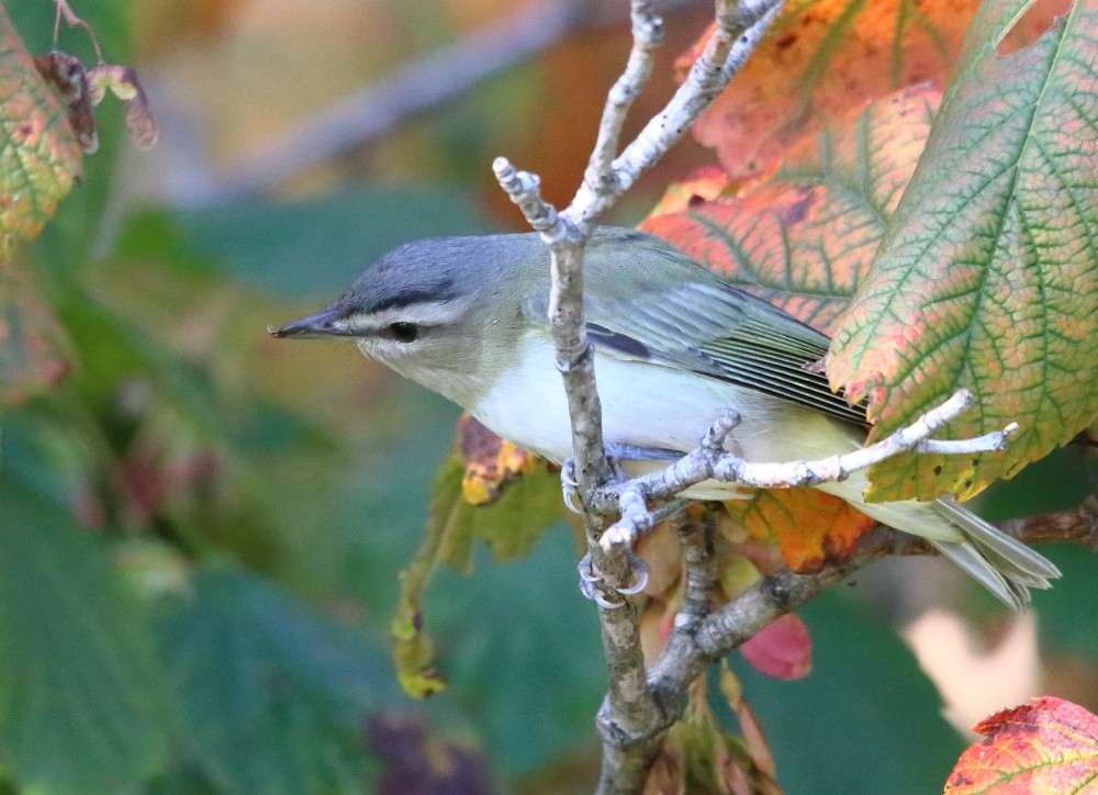 Red-eyed Vireo - ML641975876