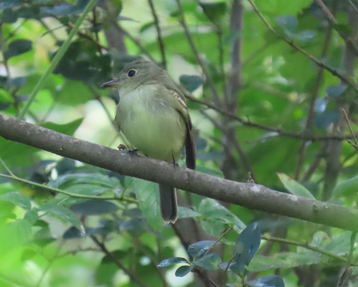 Acadian Flycatcher - ML641975877