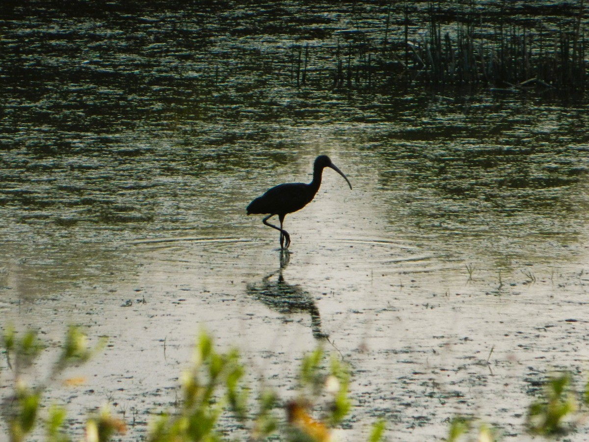 White-faced Ibis - ML641975890