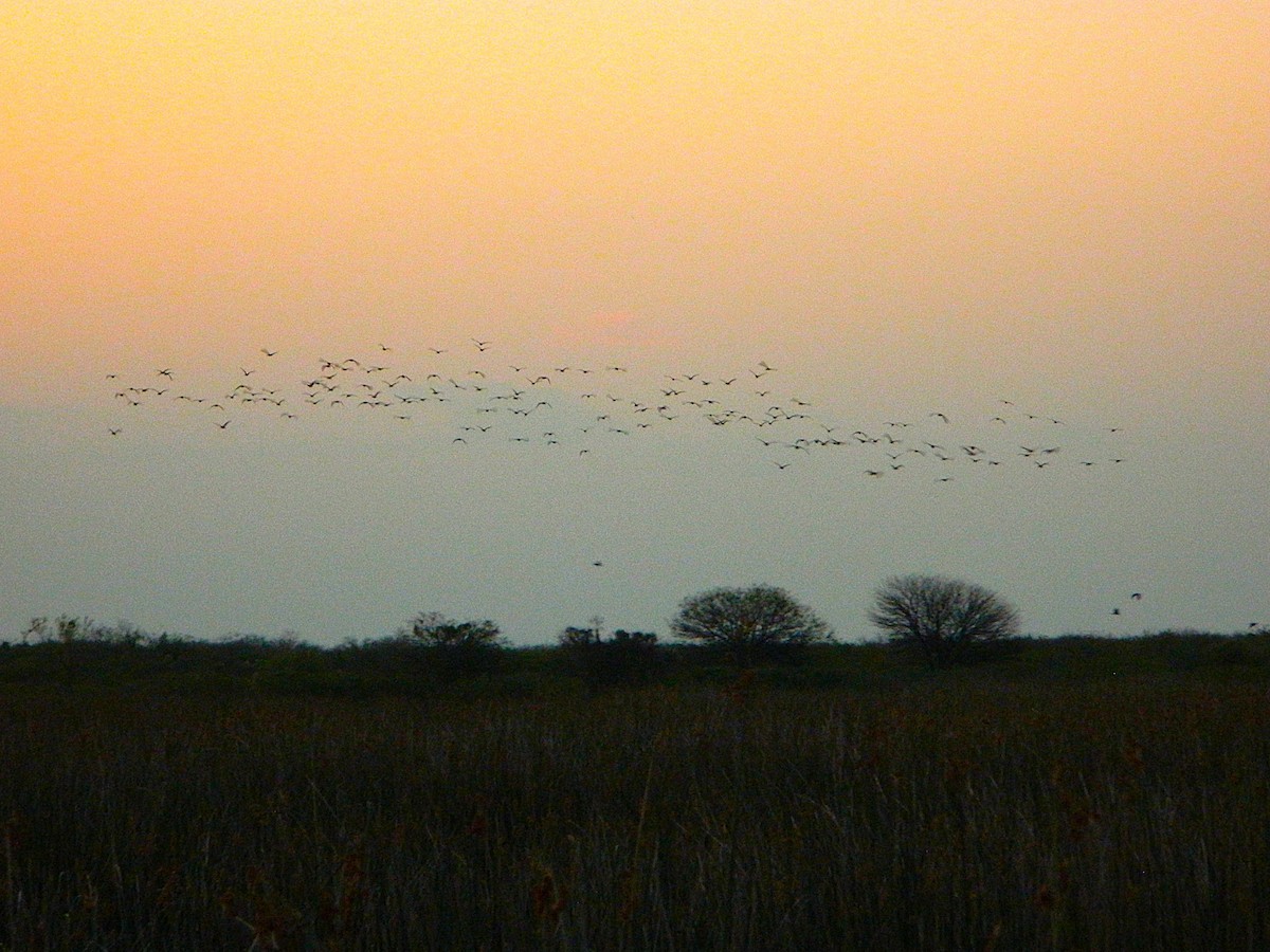 White-faced Ibis - ML641975891