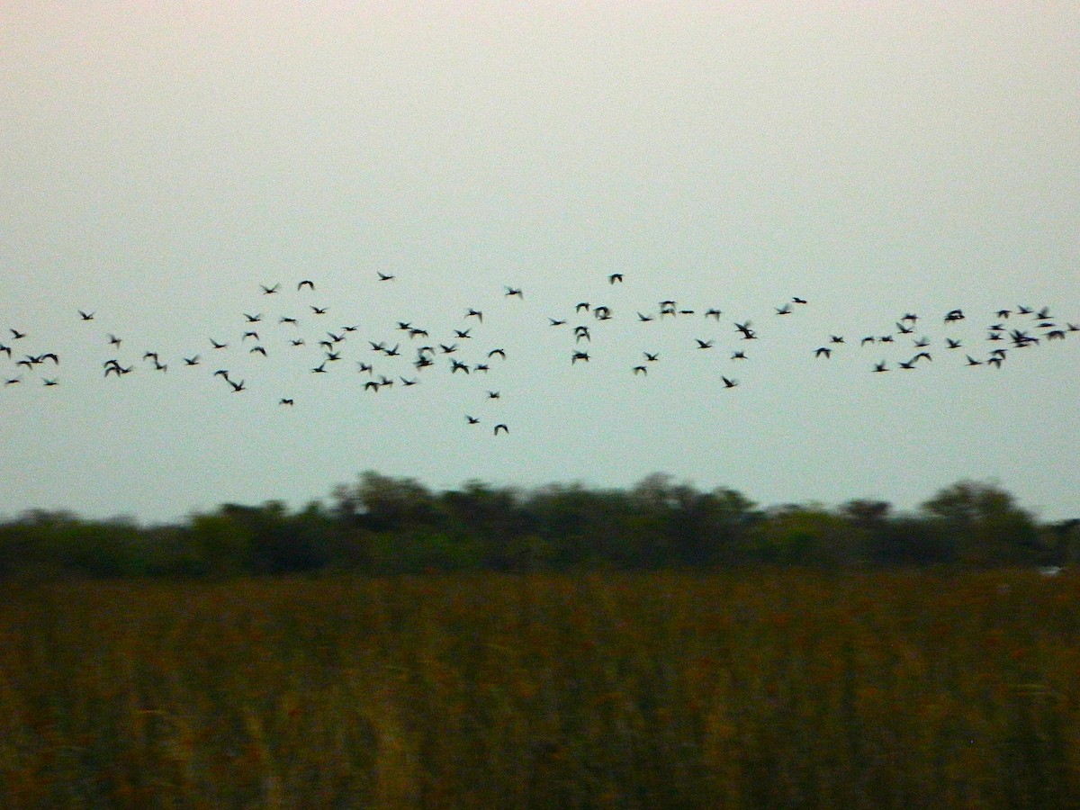 White-faced Ibis - ML641975892