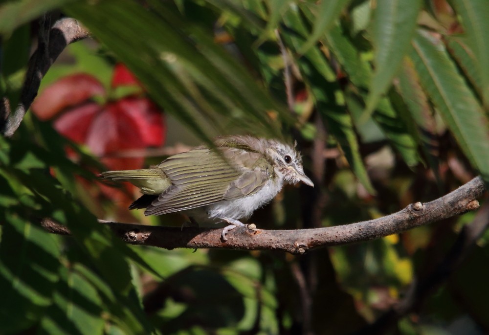 Red-eyed Vireo - ML641975894