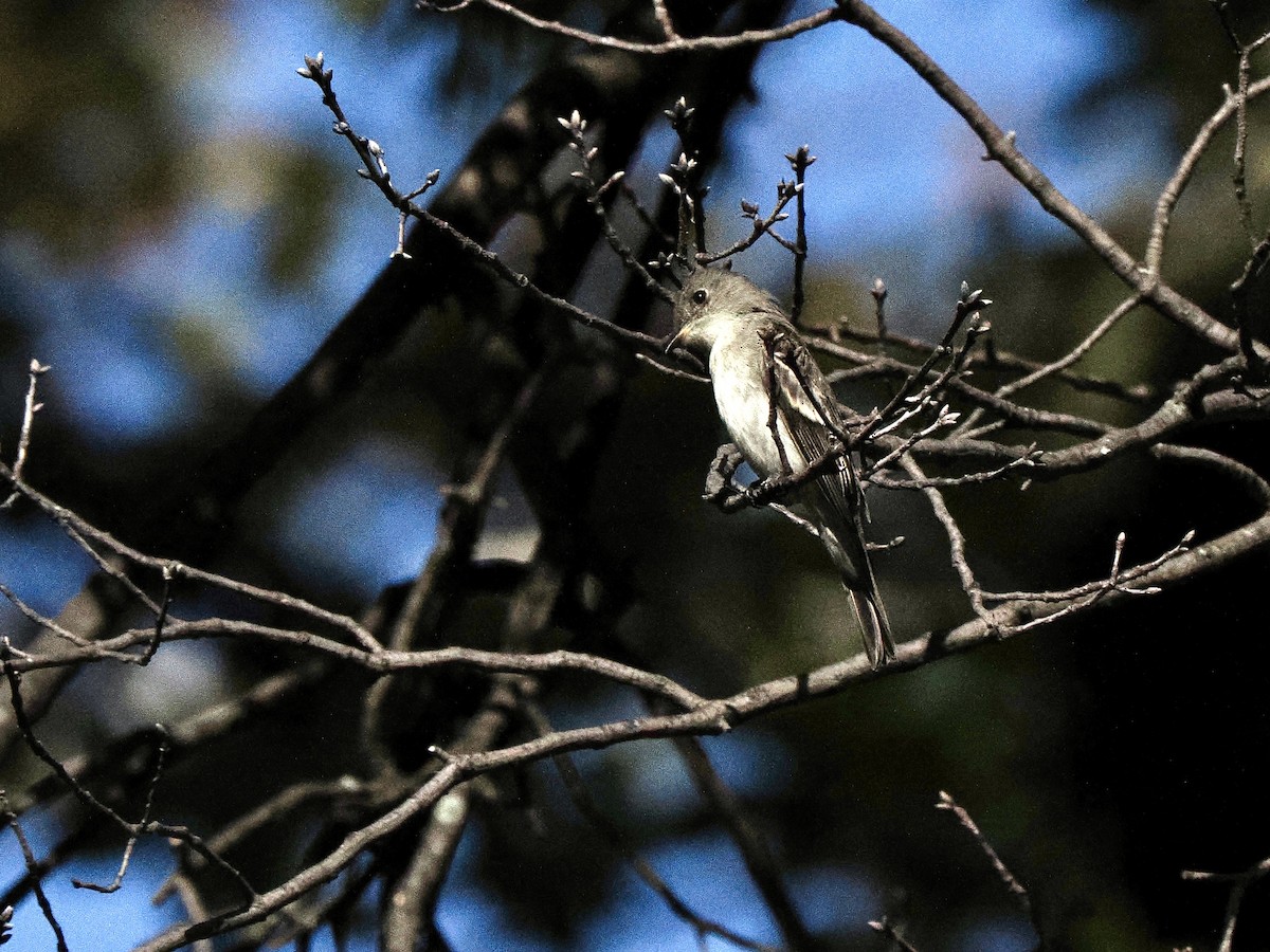Eastern Wood-Pewee - ML641975897