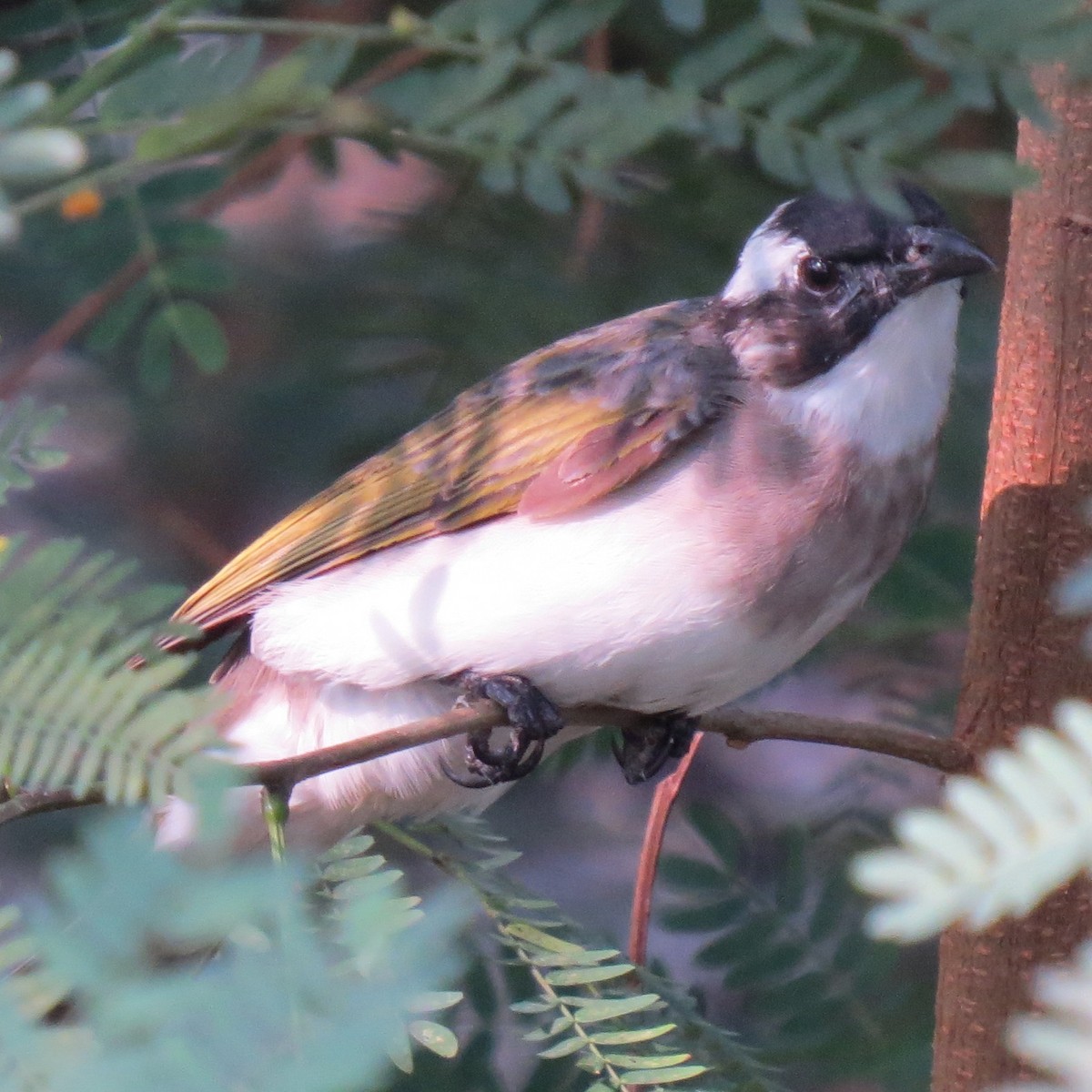 Bulbul de Chine - ML641975901