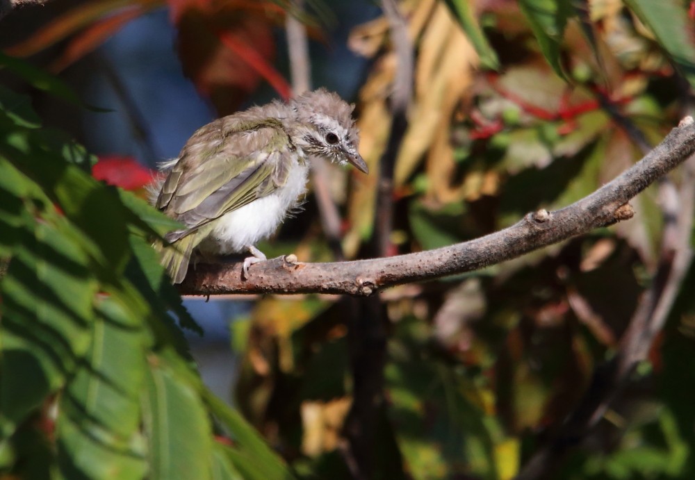Red-eyed Vireo - ML641975908