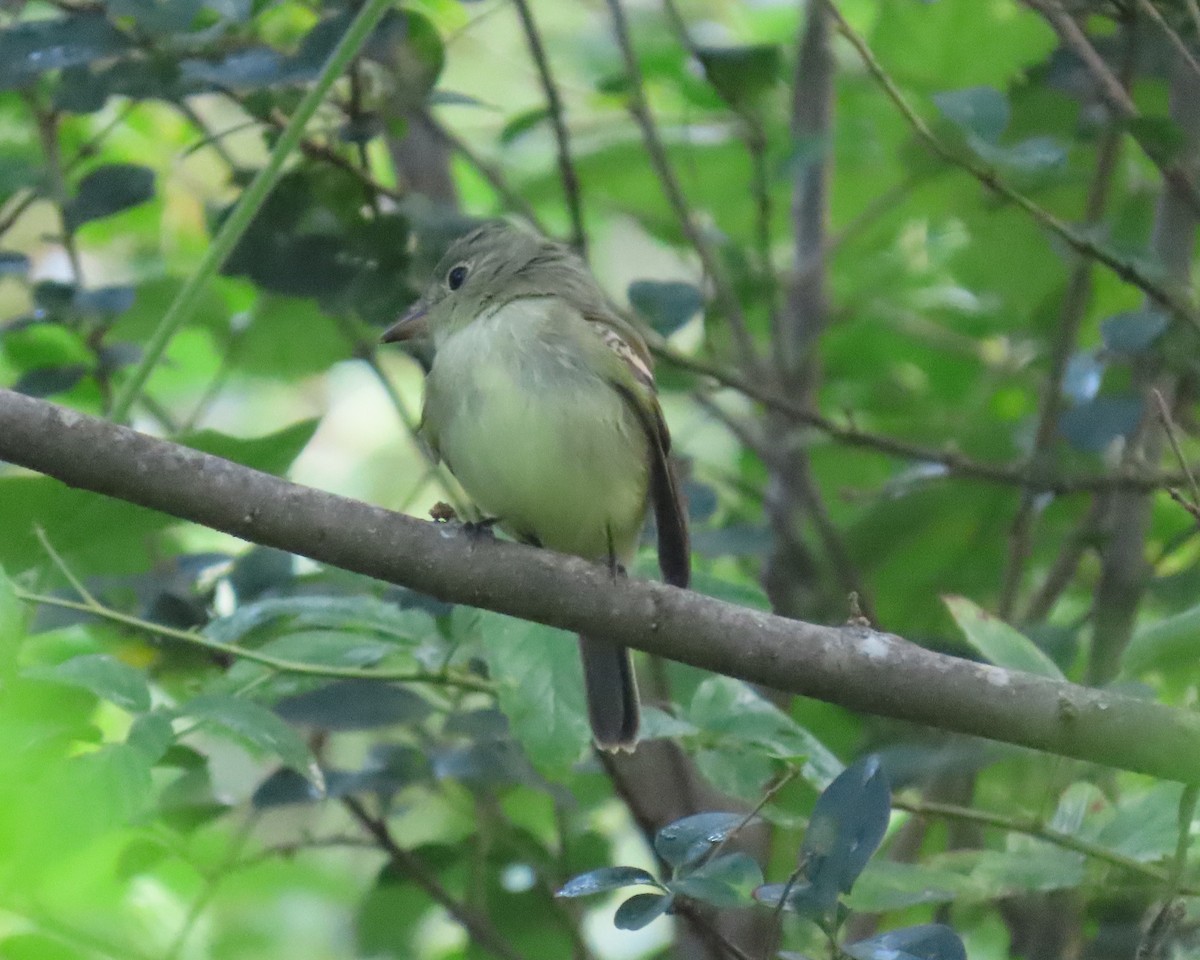 Acadian Flycatcher - ML641975909