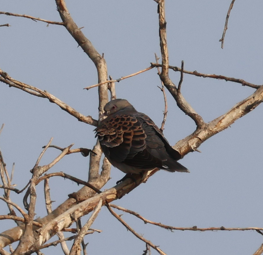 Oriental Turtle-Dove - ML641975911