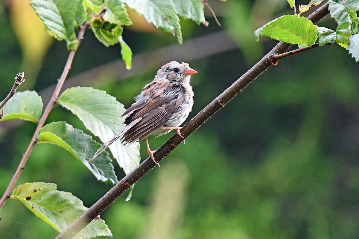 Field Sparrow - ML641975912