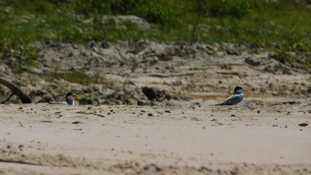 Yellow-billed Tern - ML641975918