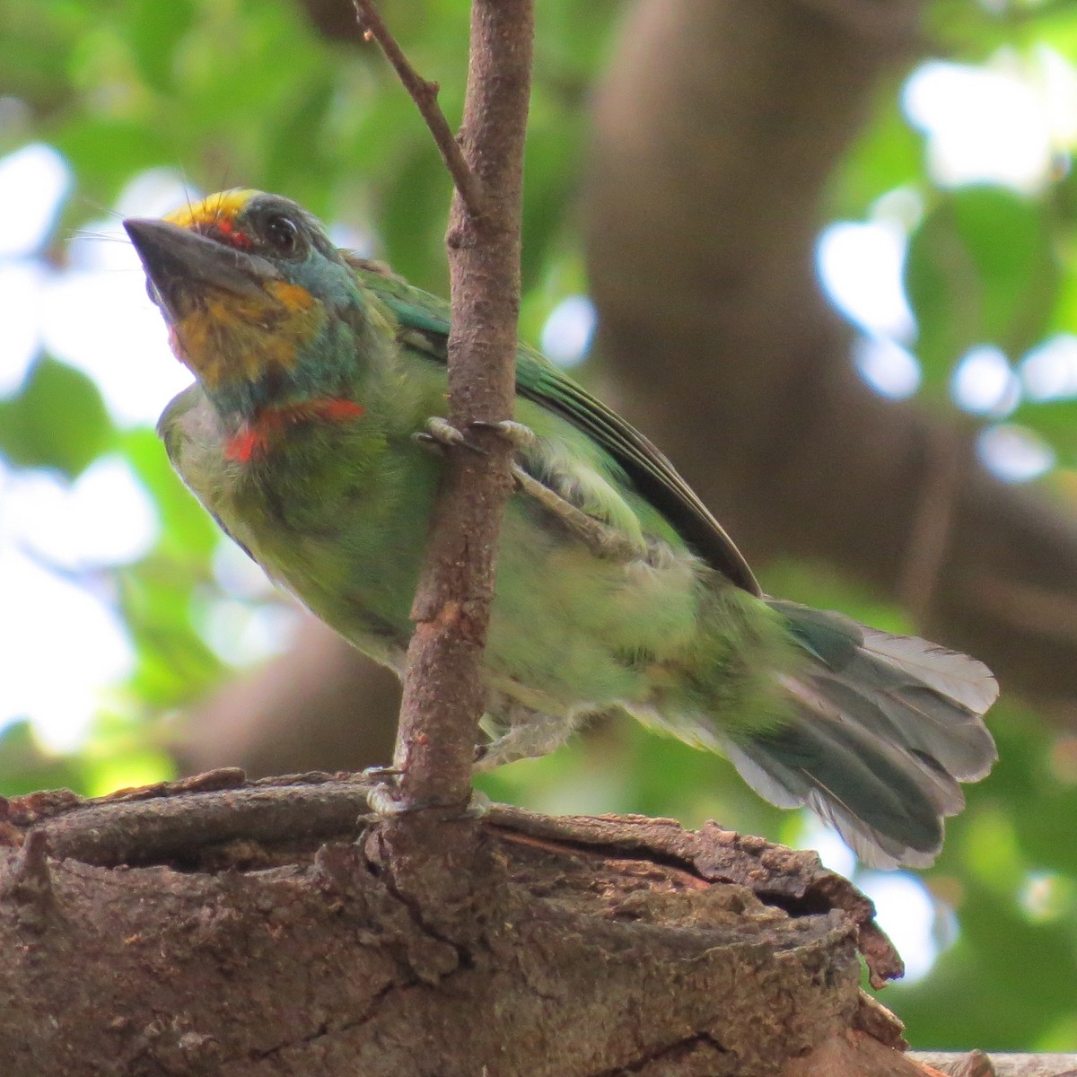 Taiwan Barbet - ML641975920