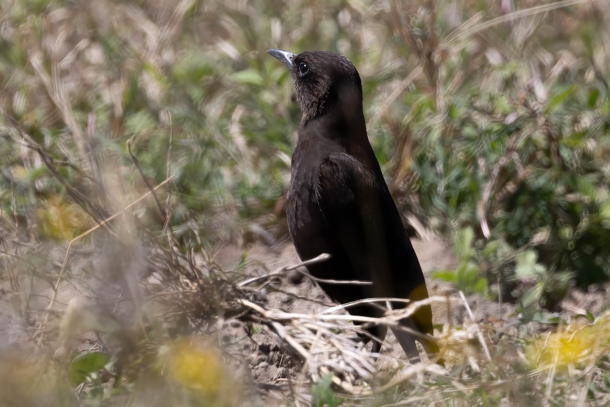 Northern Anteater-Chat - ML641975923