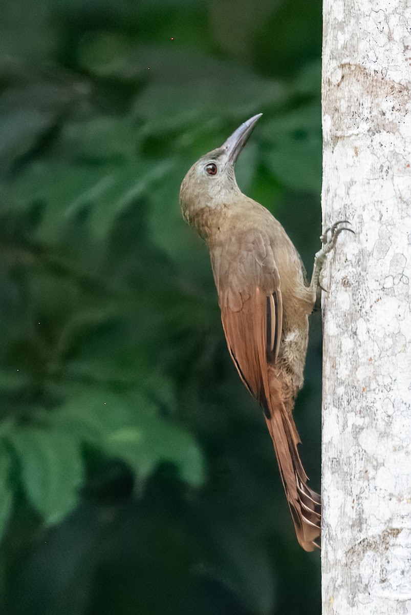 Uniform Woodcreeper (Brigida's) - ML641975926
