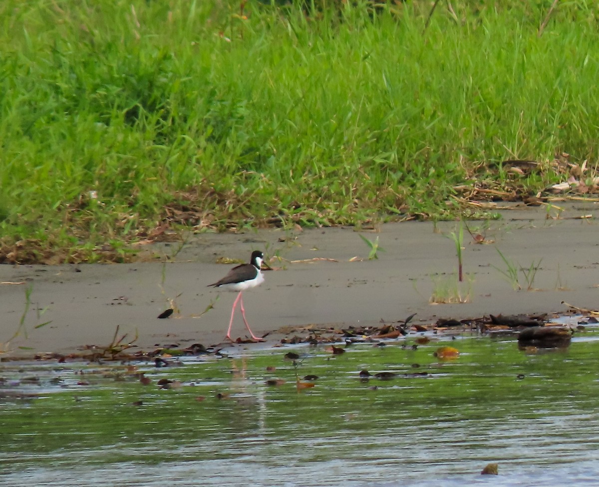 Black-necked Stilt - ML641975930