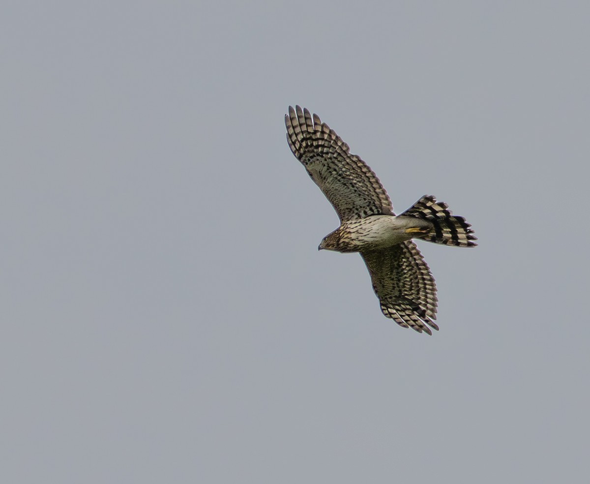 Cooper's Hawk - ML641975942