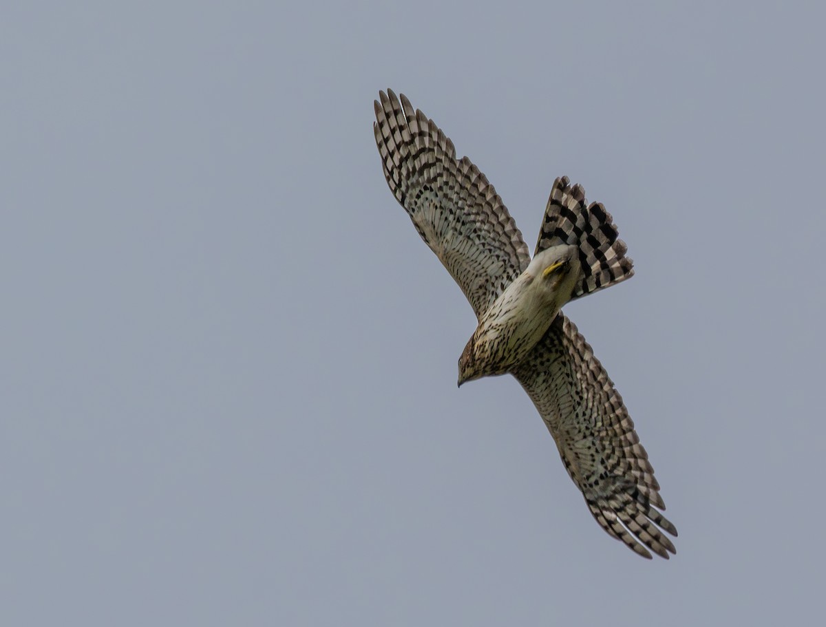Cooper's Hawk - ML641975943