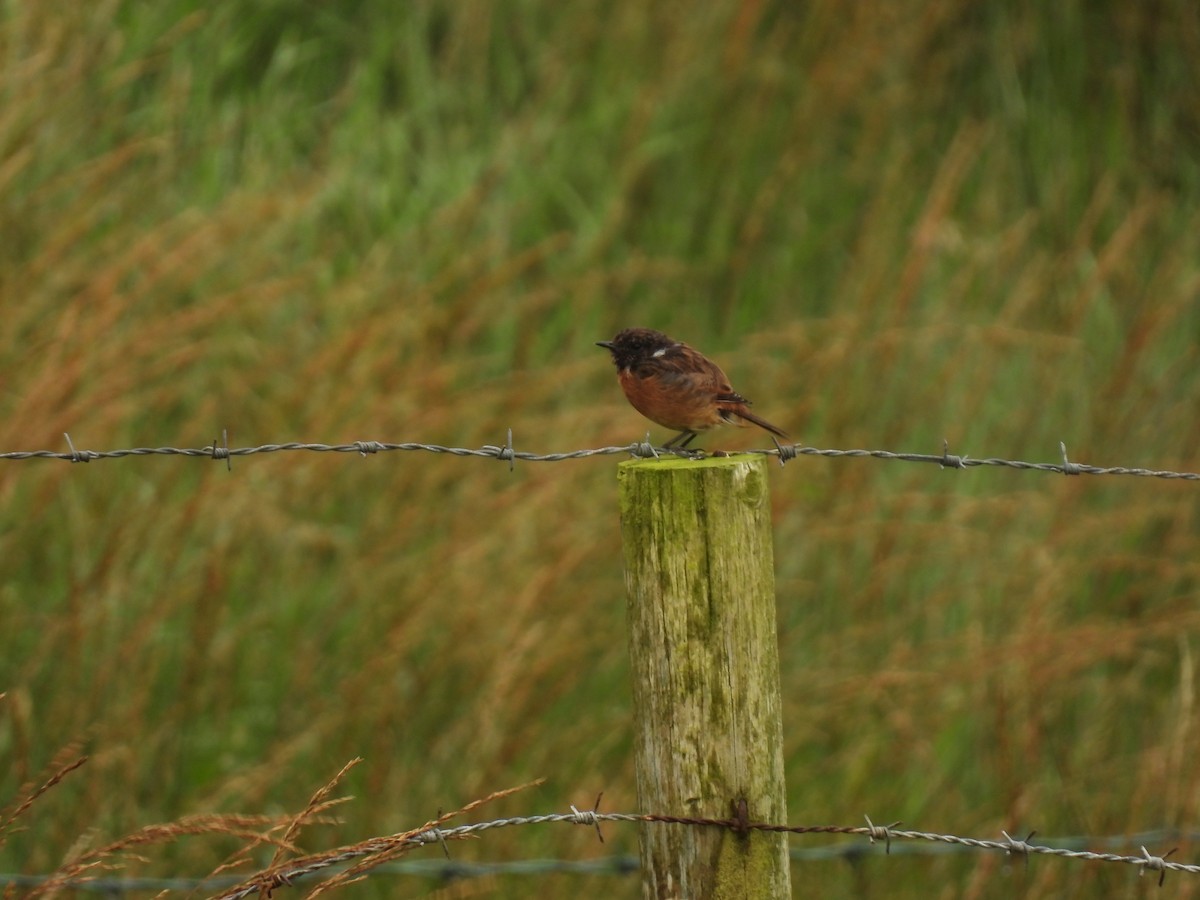 European Stonechat - ML641975950