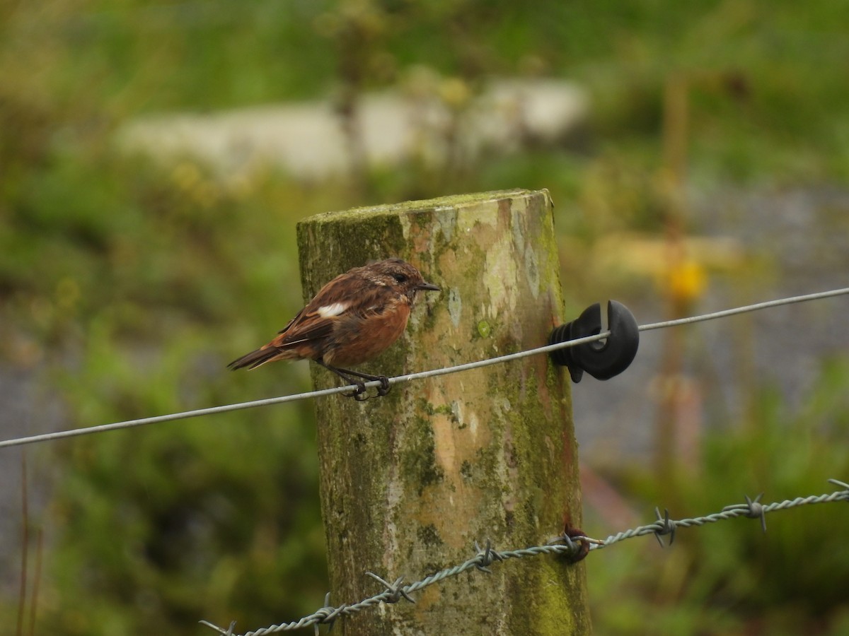 European Stonechat - ML641975952