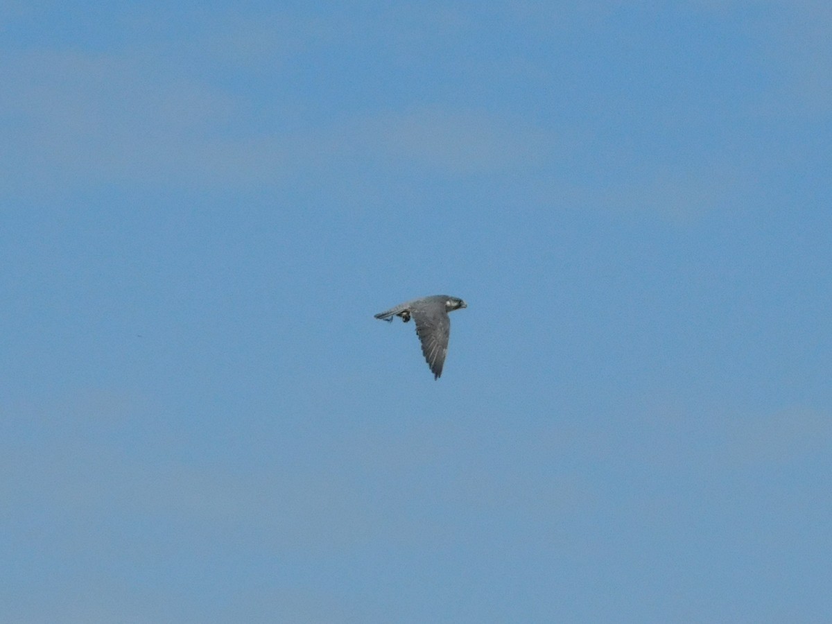 Peregrine Falcon - ML641975956