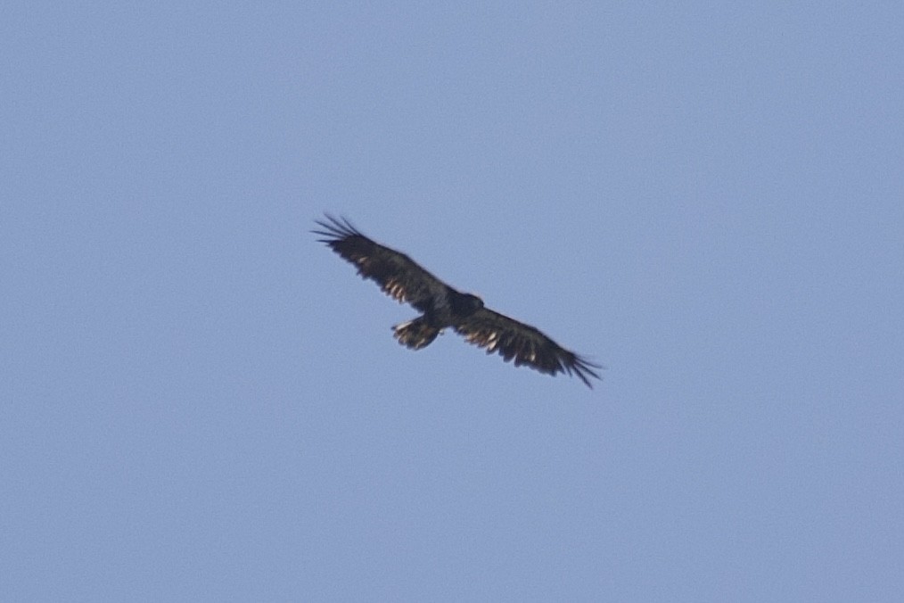 Bald Eagle - ML641975960