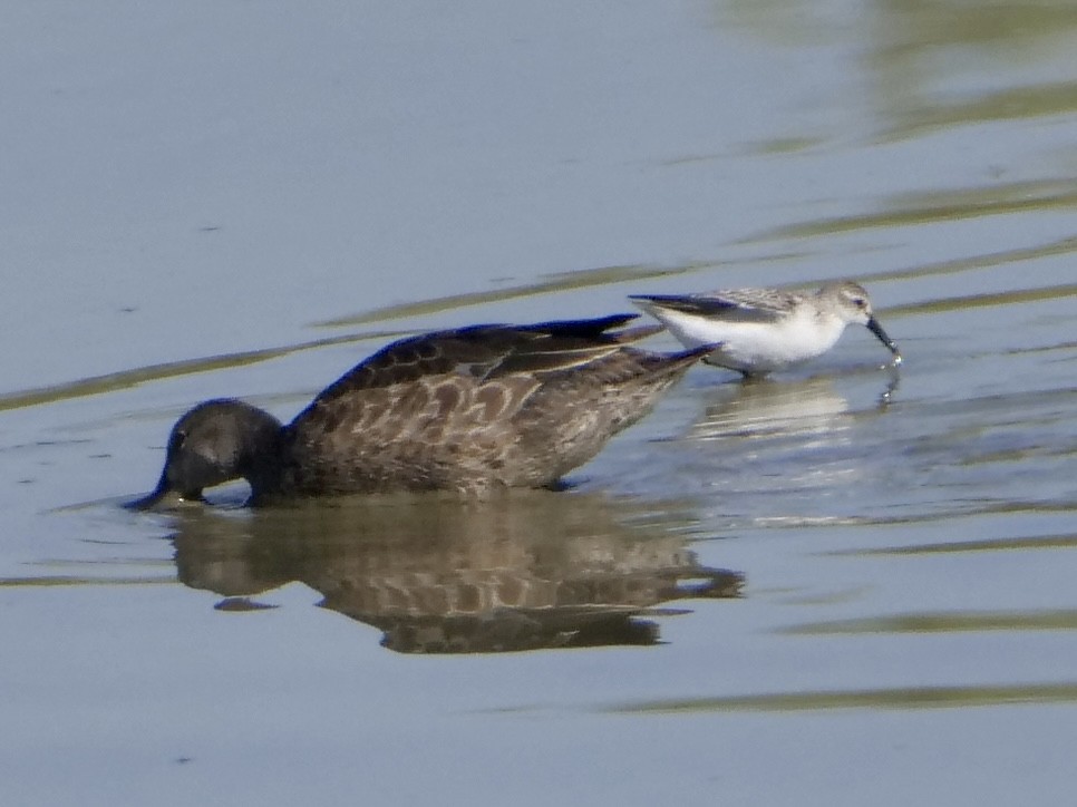 Western Sandpiper - ML641975971