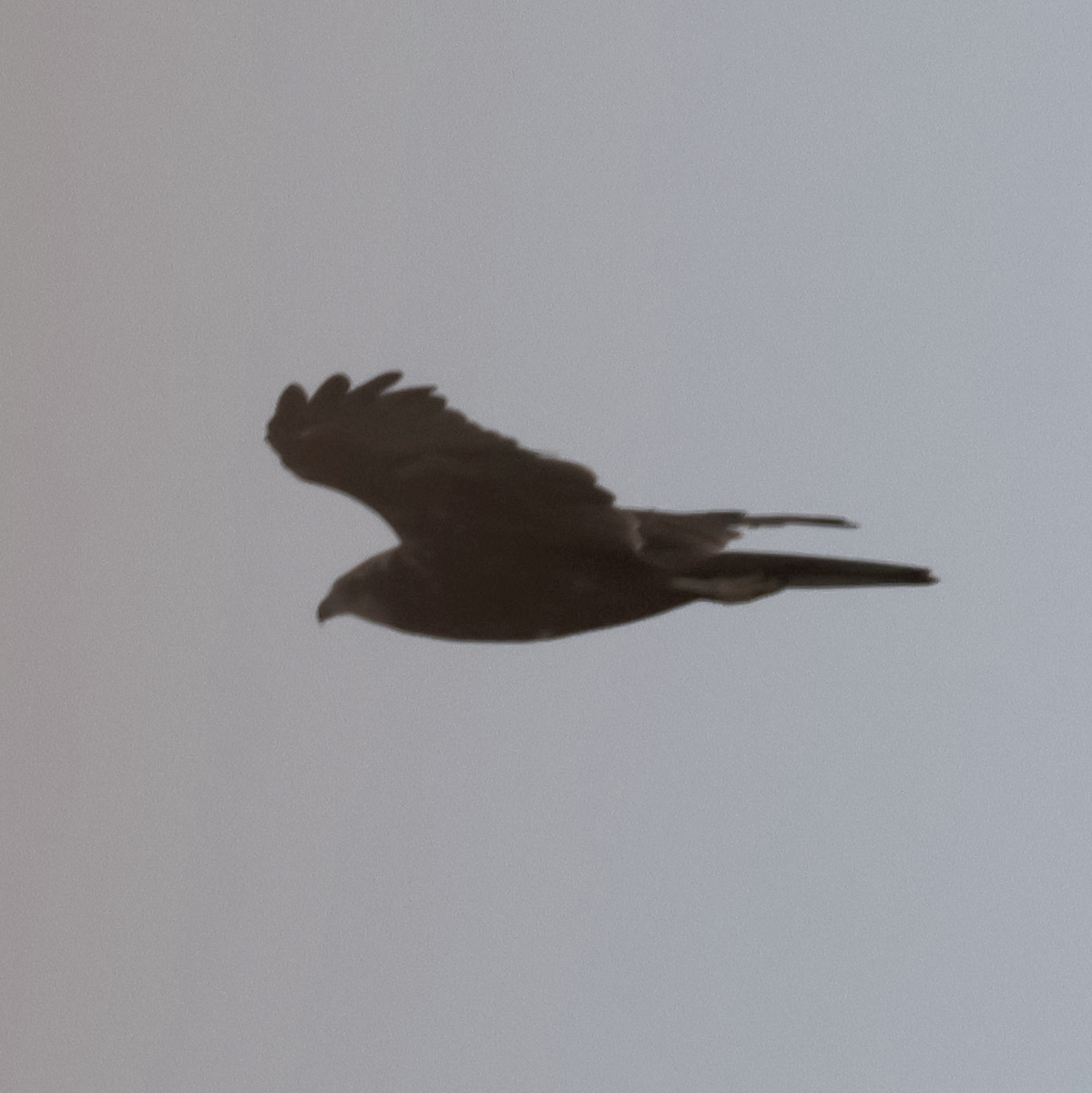Western Marsh Harrier - ML641975982