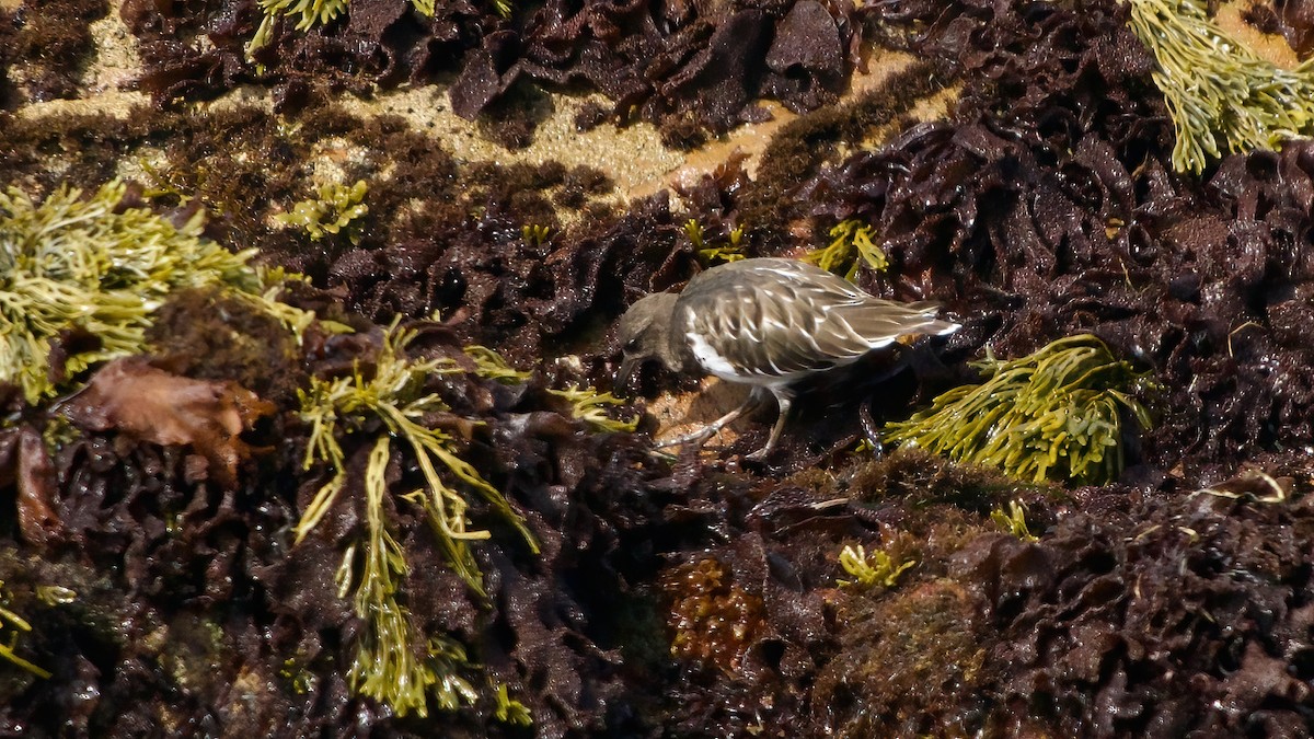 Black Turnstone - ML641975994