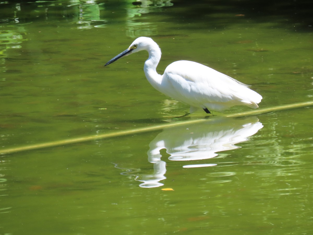 Little Egret - ML641976017