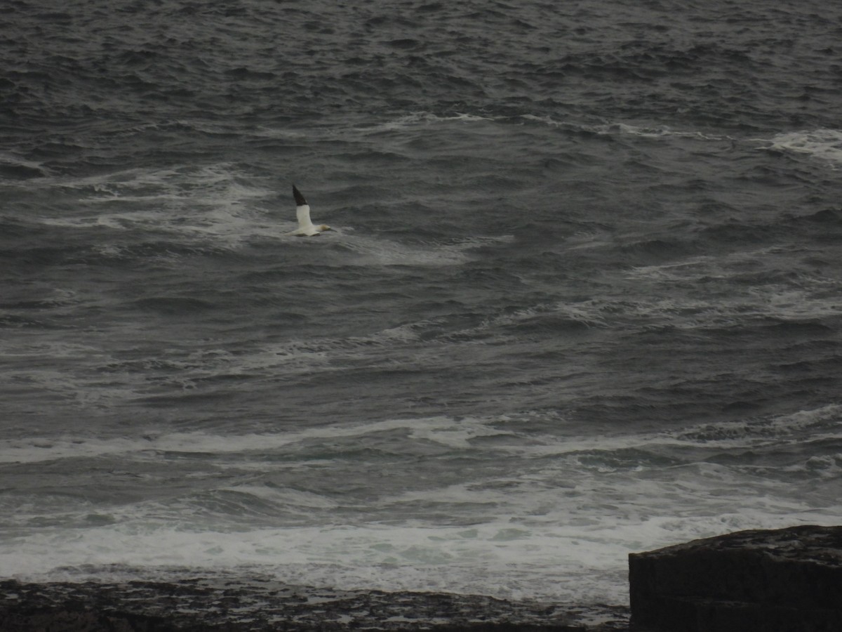 Northern Gannet - ML641976032