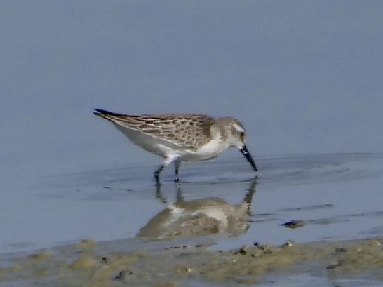 Western Sandpiper - ML641976037