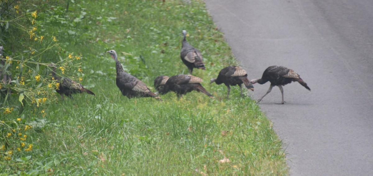 Wild Turkey - ML641976040