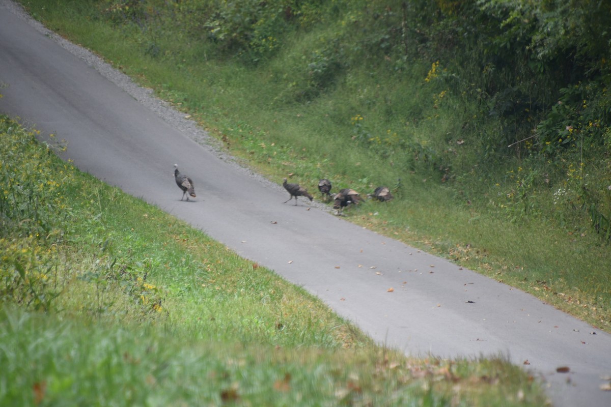 Wild Turkey - ML641976041
