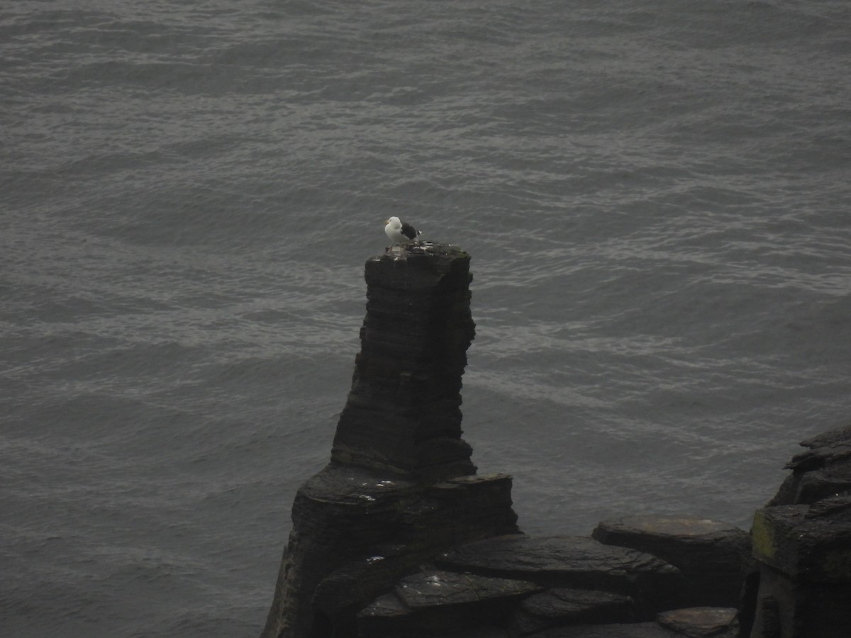 Great Black-backed Gull - ML641976049