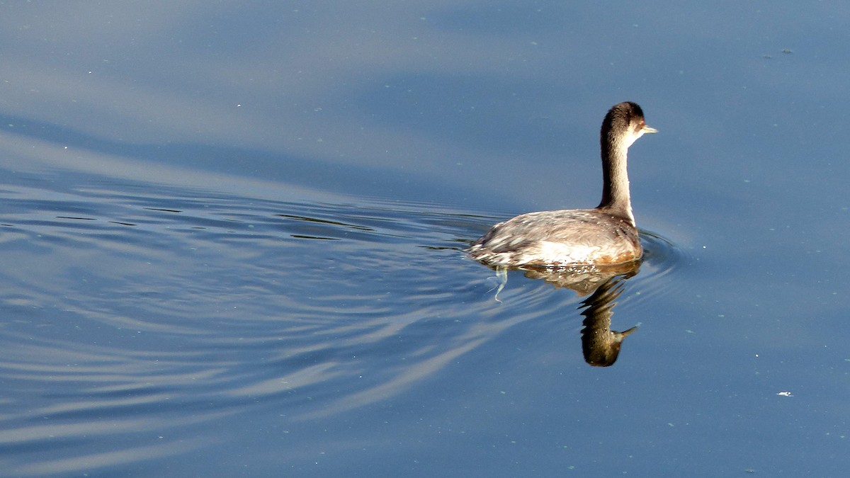 Eared Grebe - ML641976059