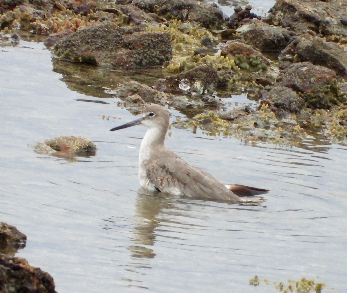 Willet - ML641976094