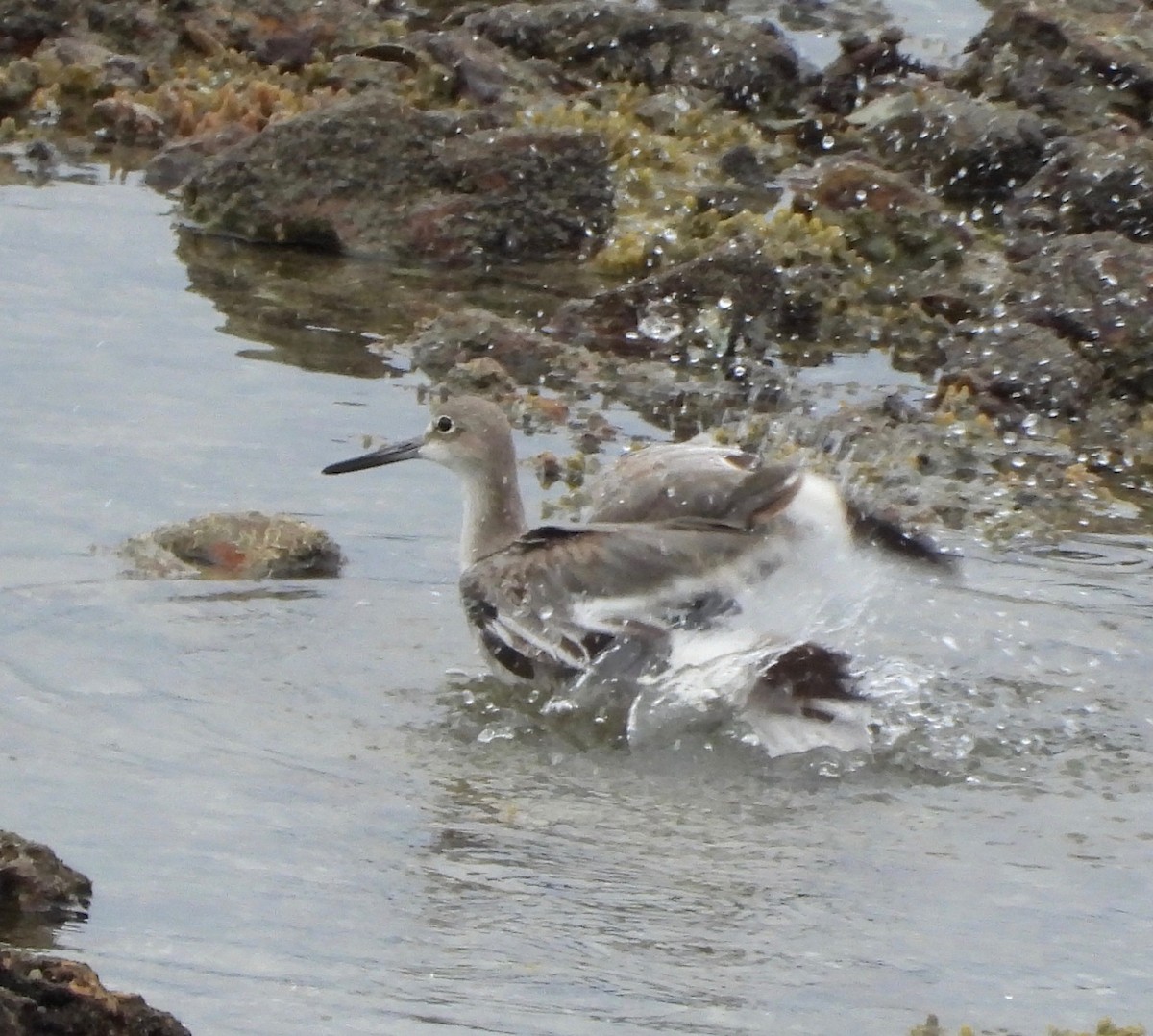 Willet - ML641976095