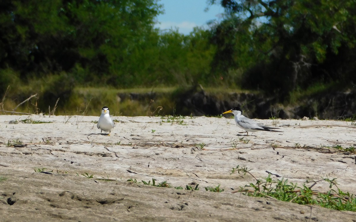 Yellow-billed Tern - ML641976105