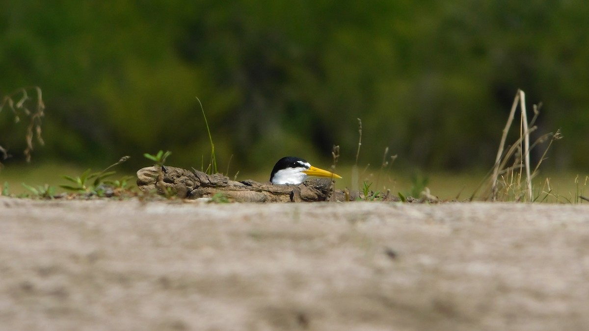 Yellow-billed Tern - ML641976106