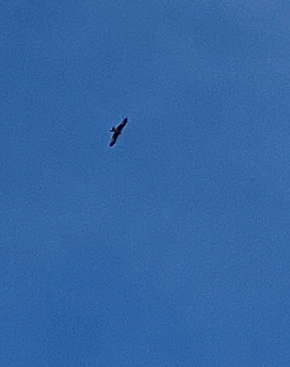 Red Kite - ML641976110