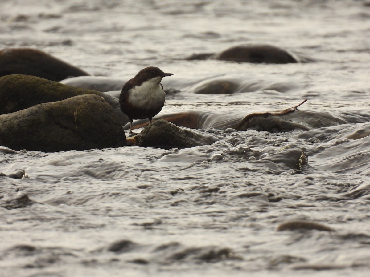 White-throated Dipper - ML641976123