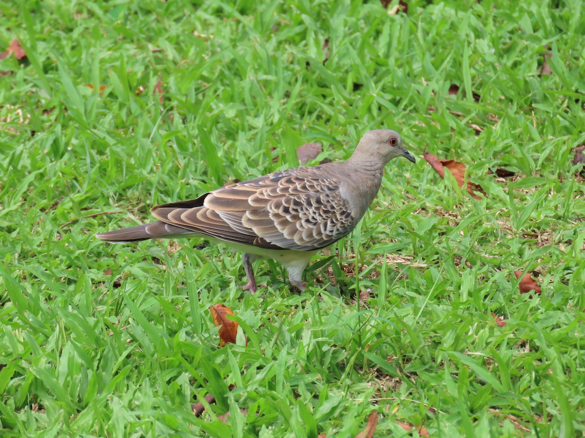 Oriental Turtle-Dove - ML641976124