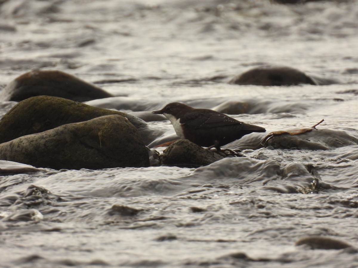 White-throated Dipper - ML641976126
