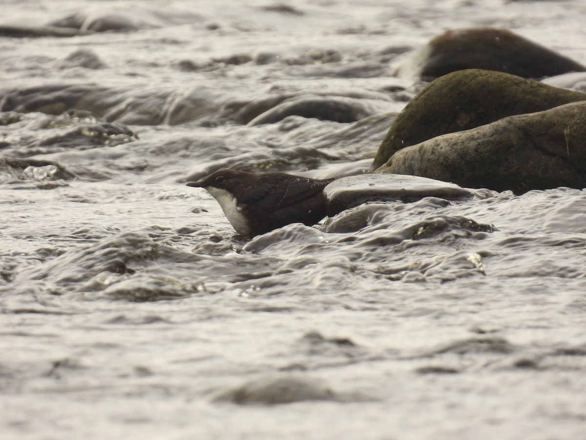 White-throated Dipper - ML641976129