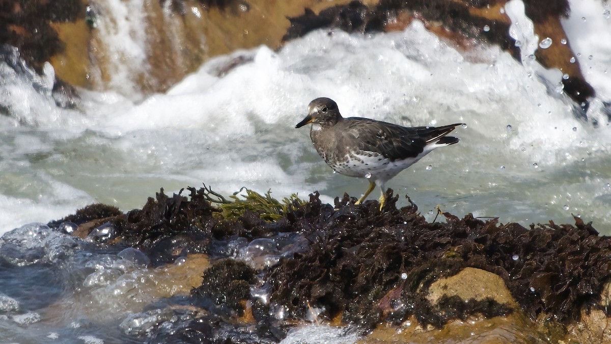 Surfbird - ML641976137