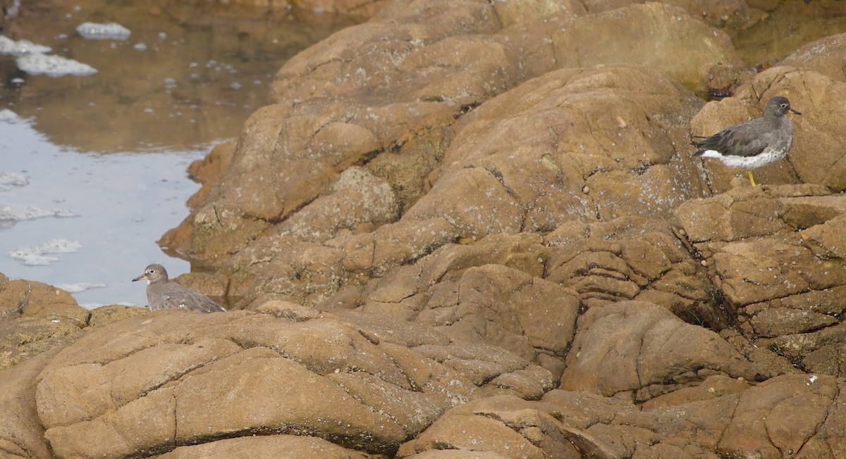 Surfbird - ML641976138