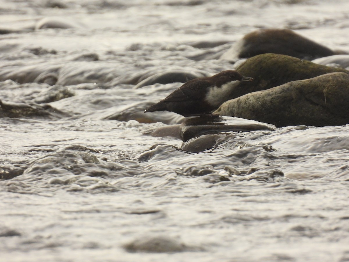 White-throated Dipper - ML641976141