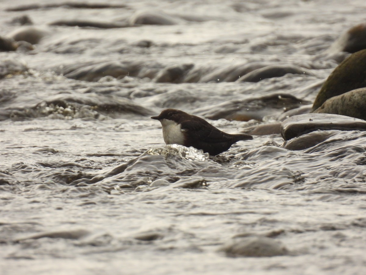 White-throated Dipper - ML641976146