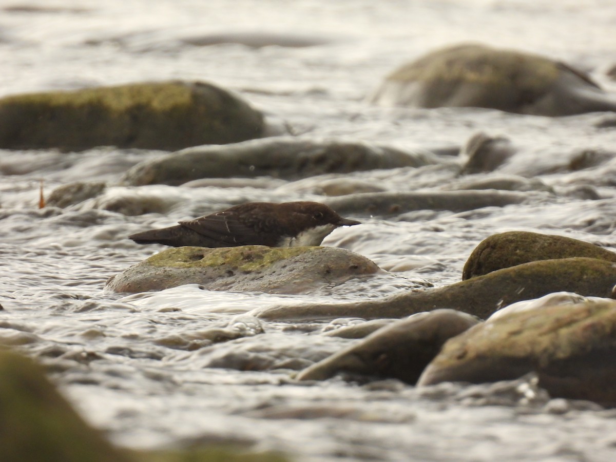 White-throated Dipper - ML641976155