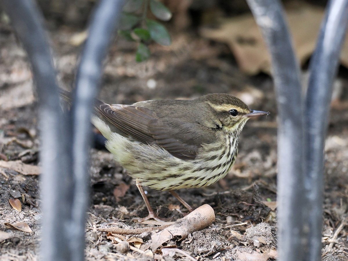 Northern Waterthrush - ML641976162