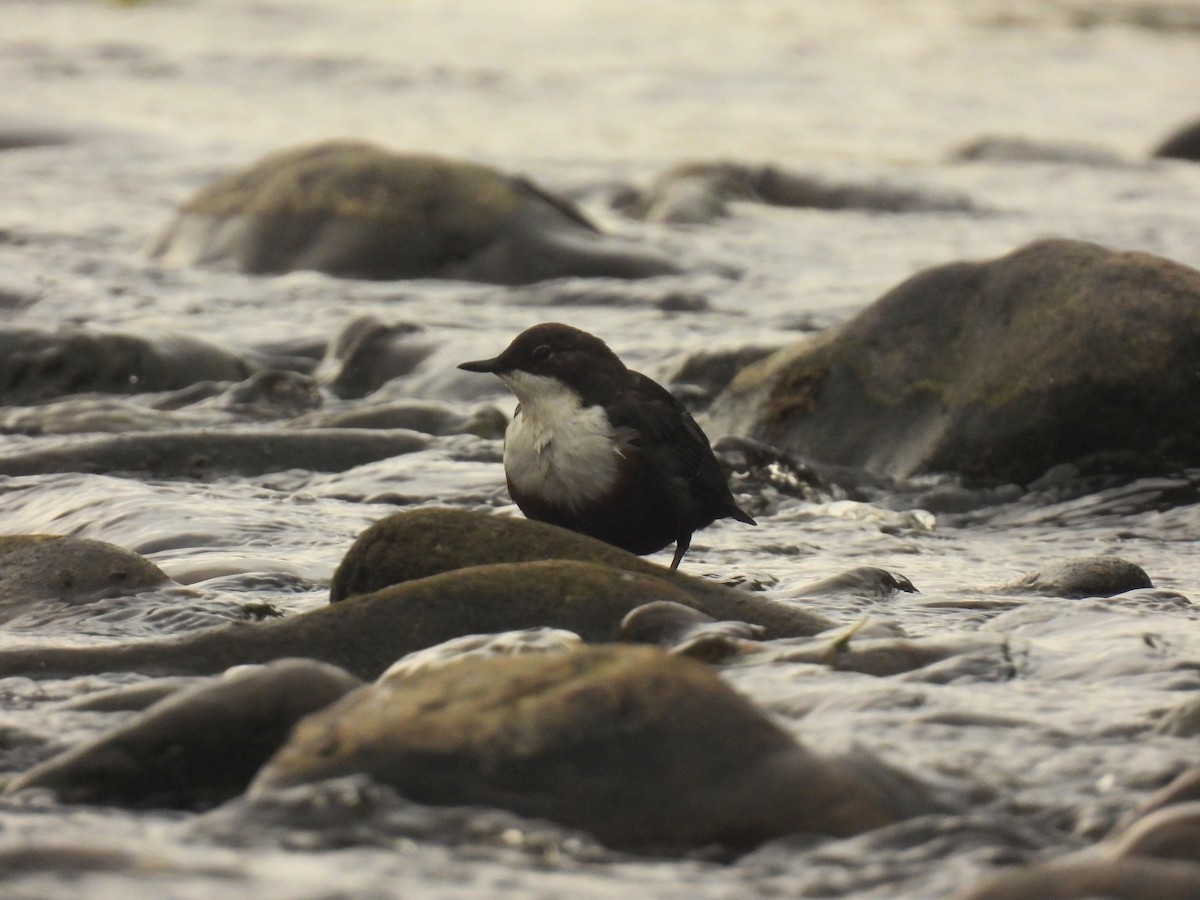White-throated Dipper - ML641976164