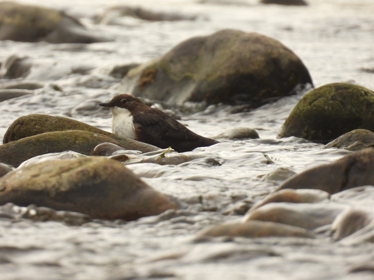 White-throated Dipper - ML641976167